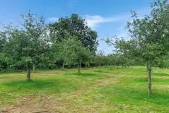 Grass pitches in the orchard