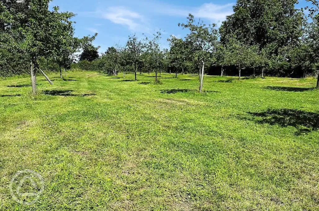 Orchard pitches