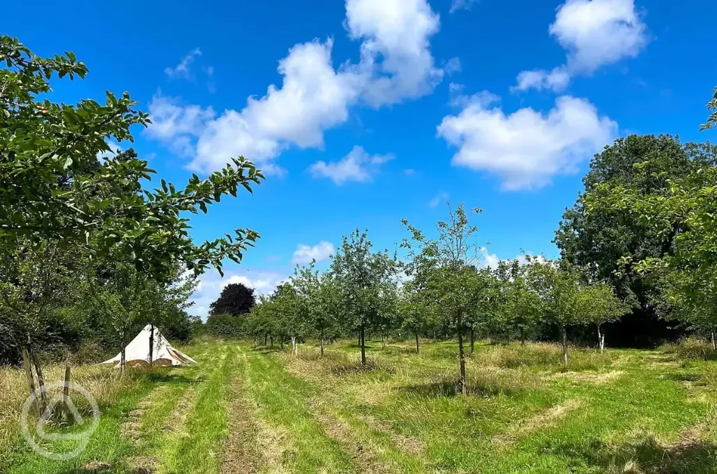 Bell tent and grass pitches in the orchard