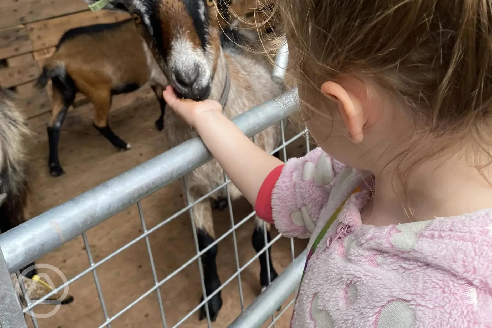 Onsite goats