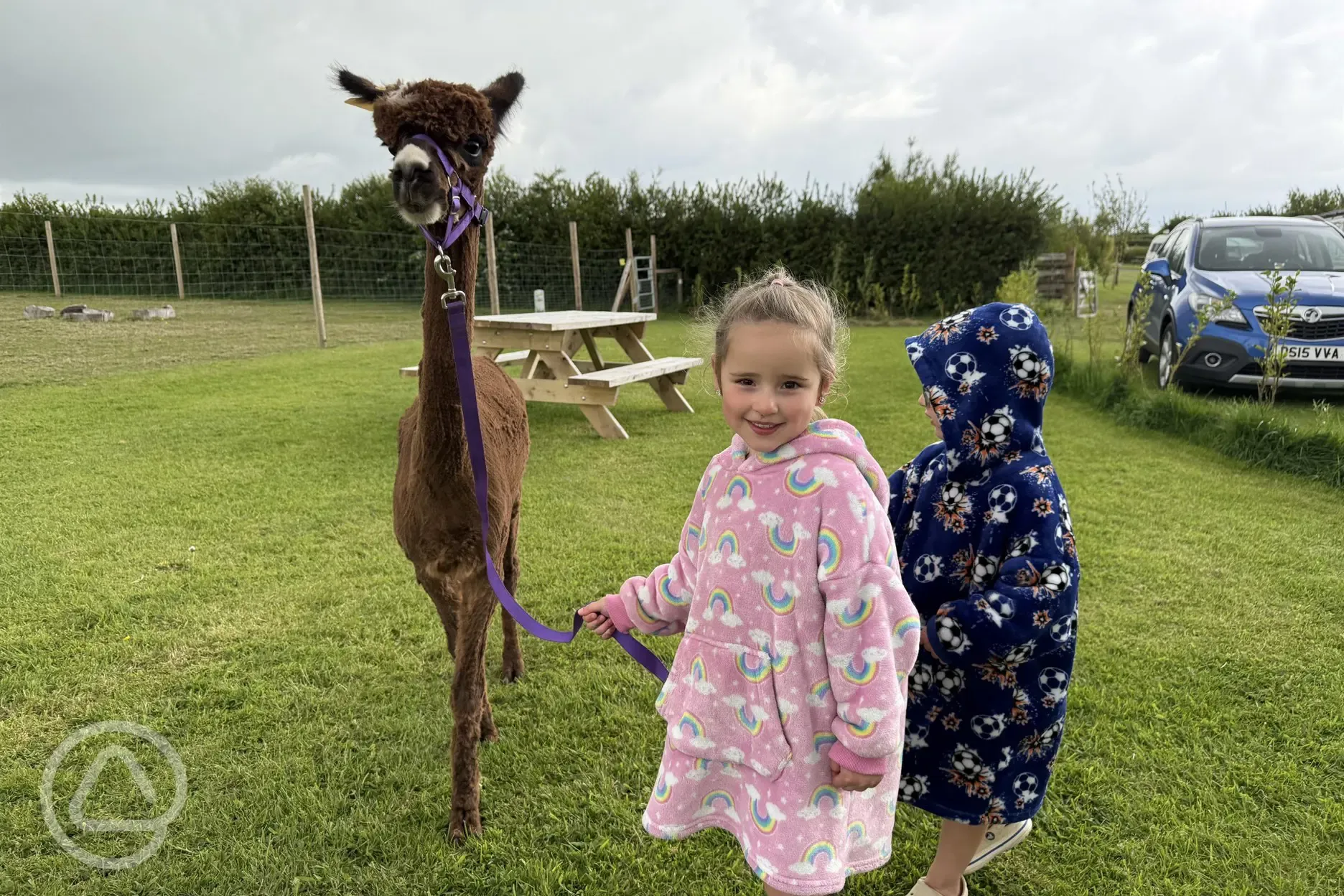 Alpaca Treking