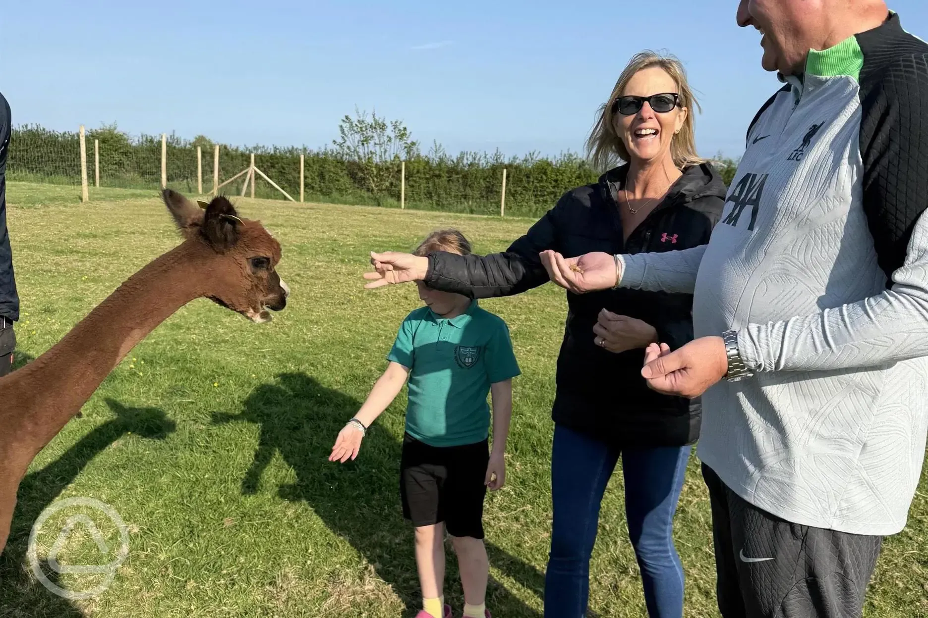 Feeding alpacas