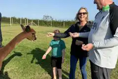 Feeding alpacas
