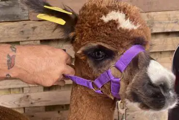 Alpaca 