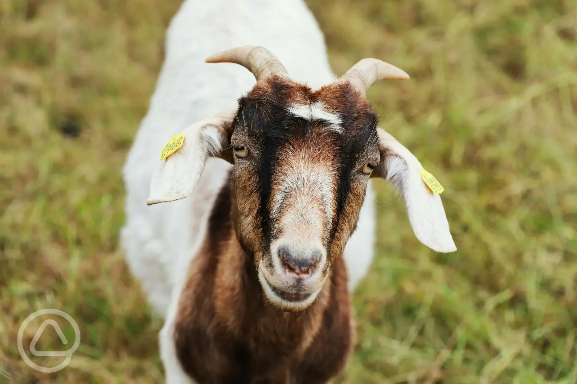 Onsite goats