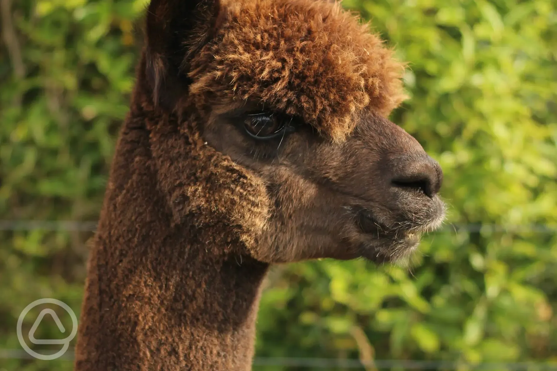 Onsite alpacas