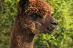 Onsite alpacas Onsite alpacas