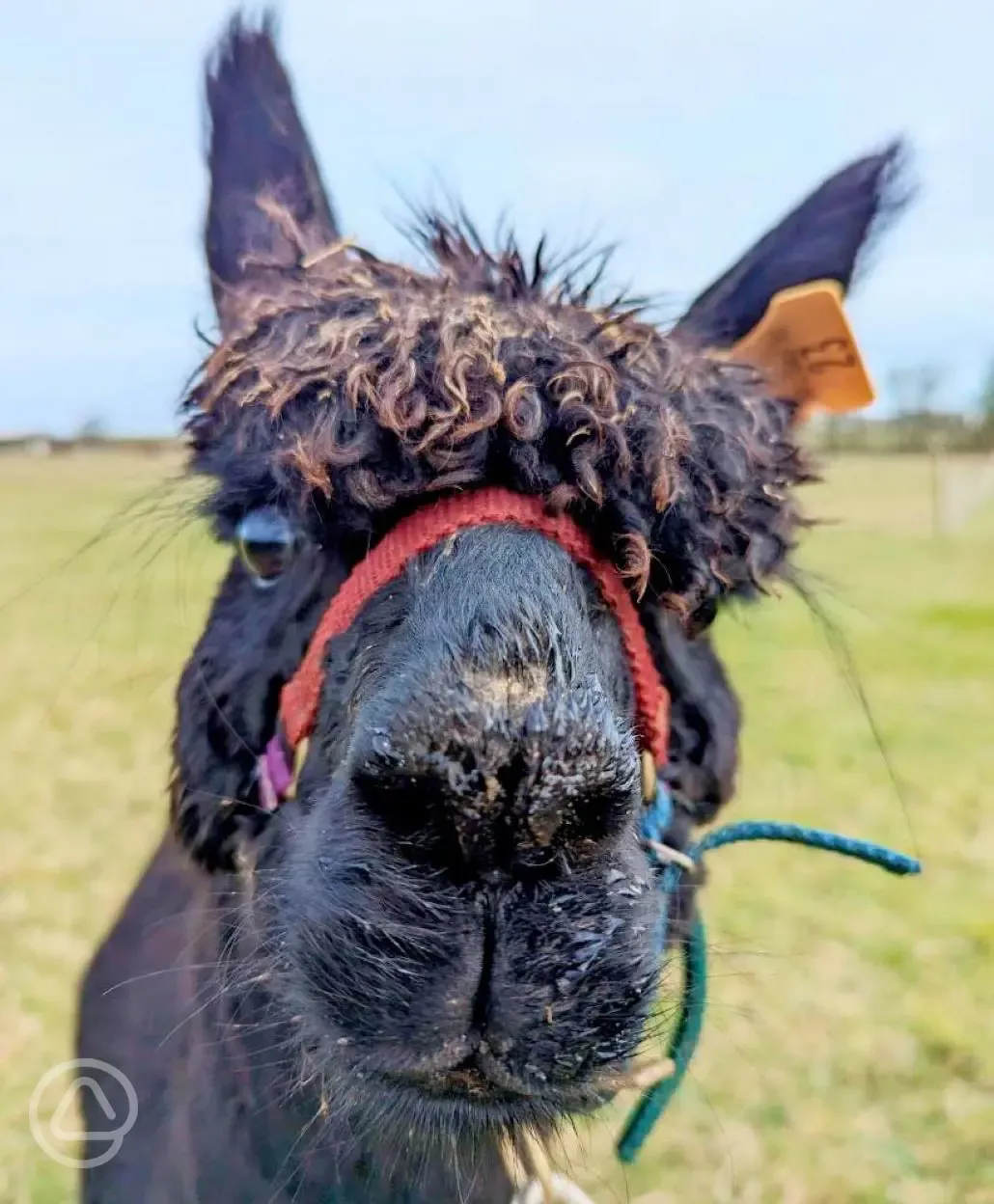 Alpacas