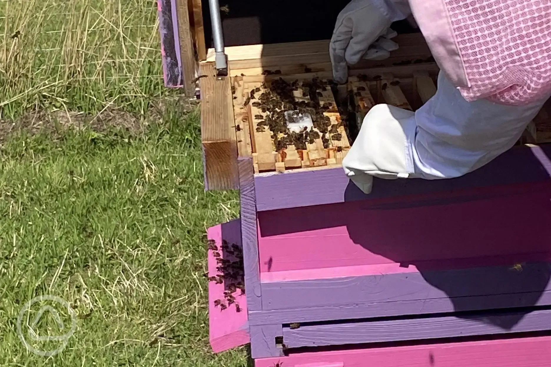 Bee keeping