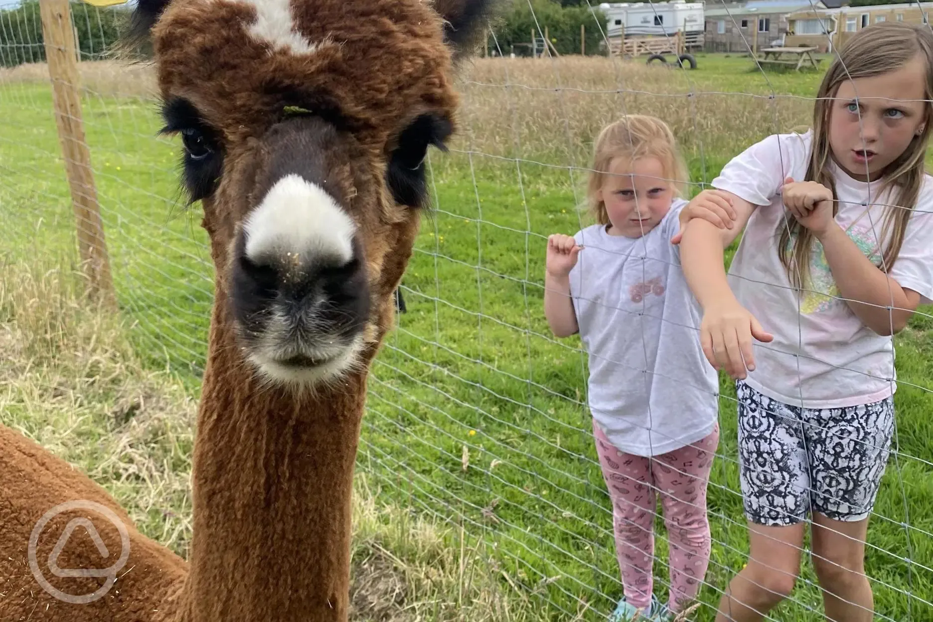 Non electric grass tent pitches with alpacas