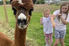 Non electric grass tent pitches with alpacas