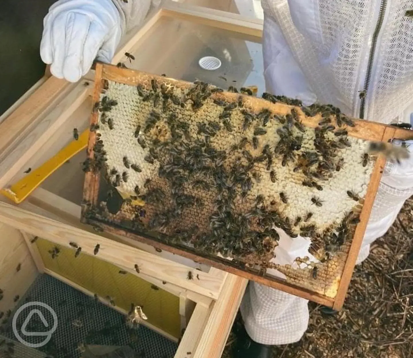 Bee keeping