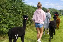 Alpaca treks 