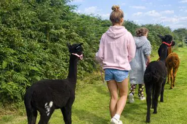 Alpaca treks 