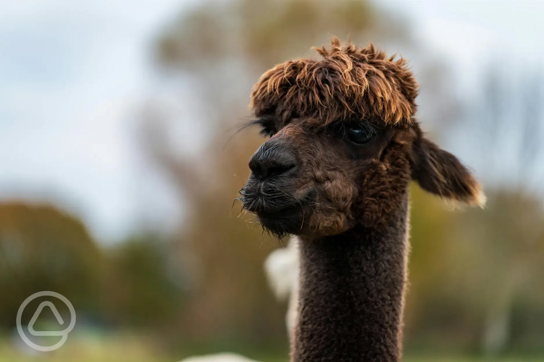 Onsite alpacas