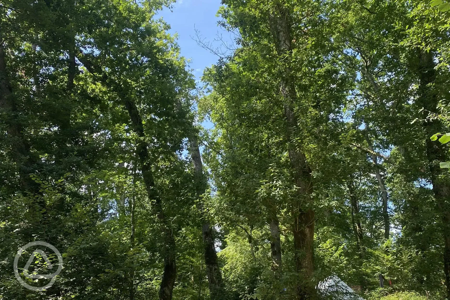 Non electric forest floor campervan pitch