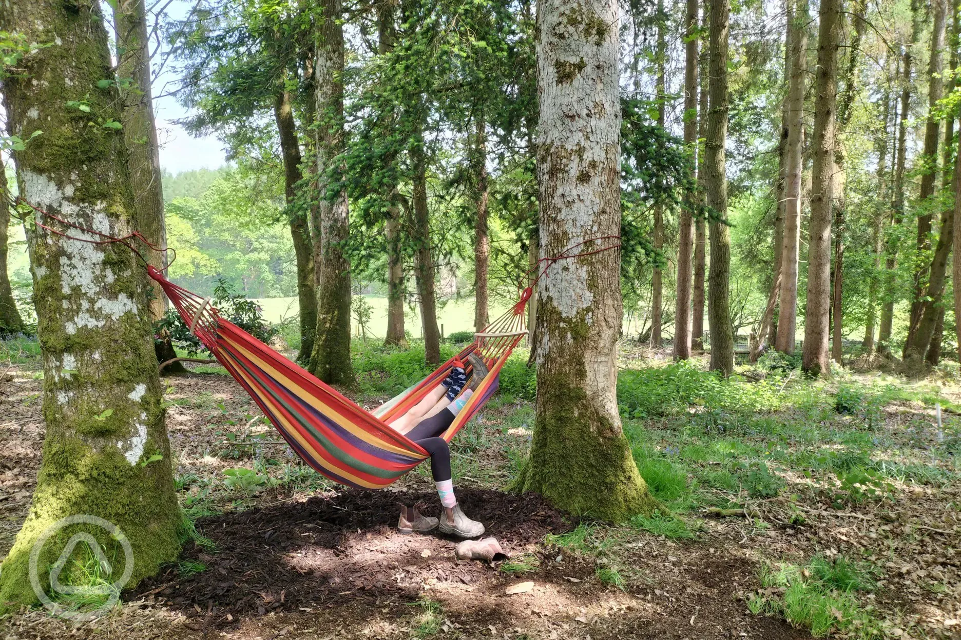 Hammock 