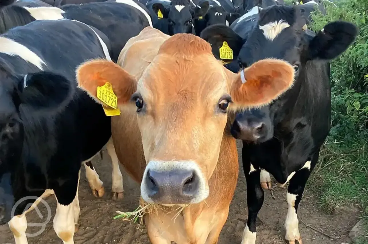 Onsite cows