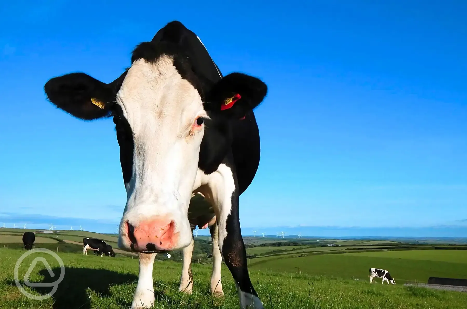 Set on a dairy farm with cows