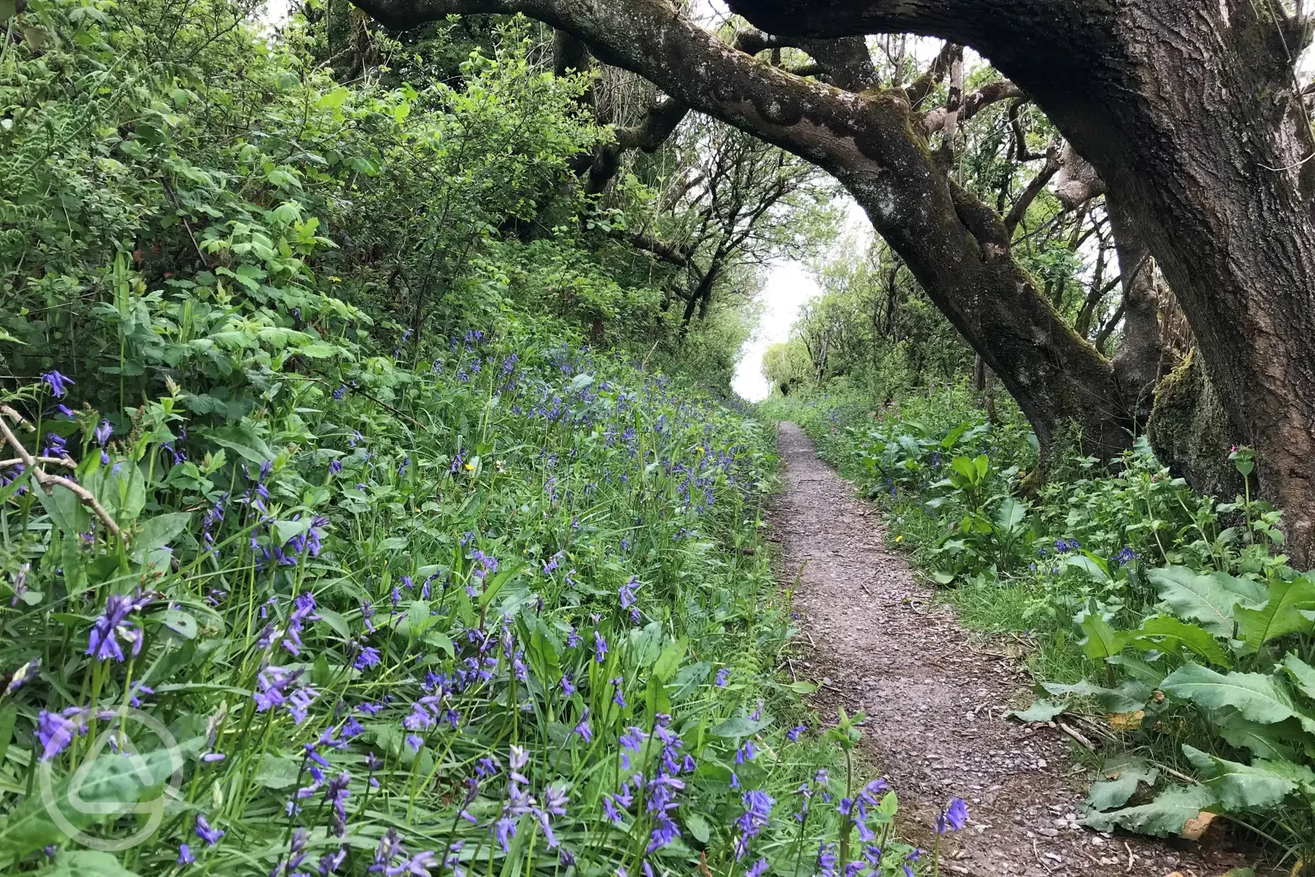 Footpath to Woolacombe 