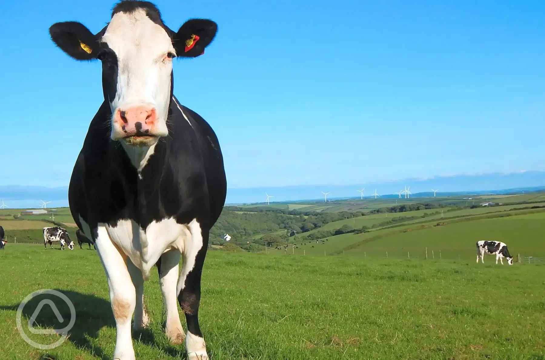 Set on a dairy farm with cows