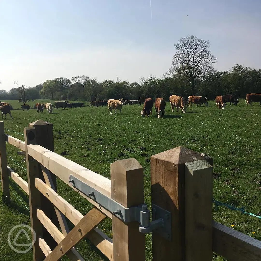 Onsite cows