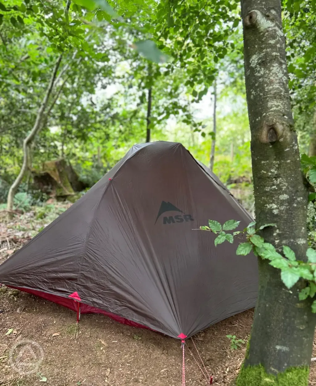Tent in a woodland pitch