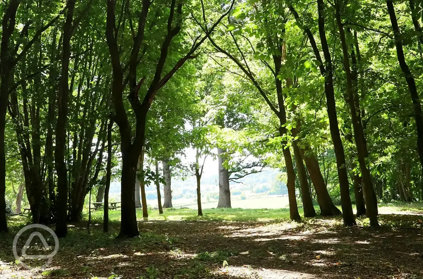 Woodland setting