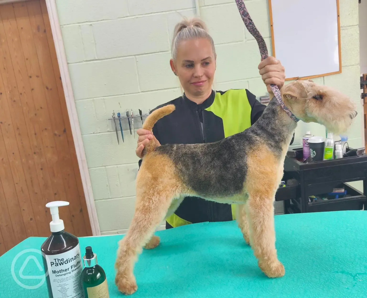 Onsite dog grooming services