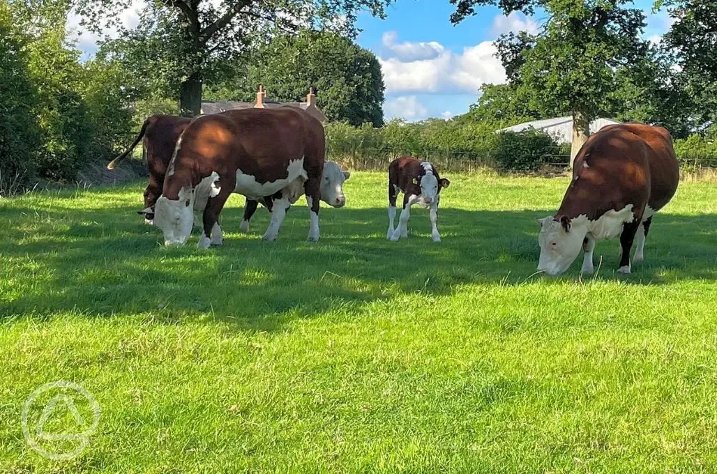 Cows in a nearby field