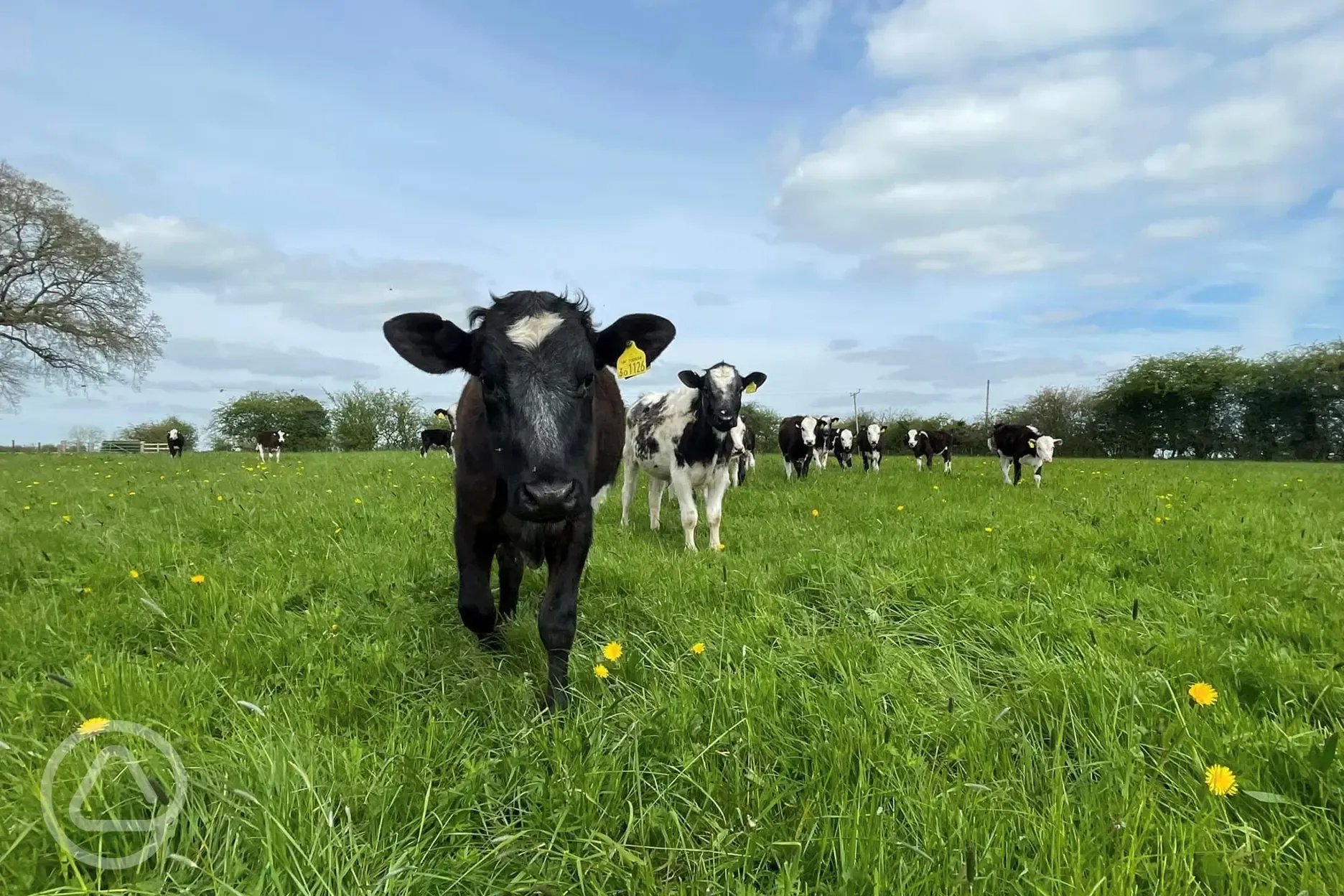 Calf in nearby field