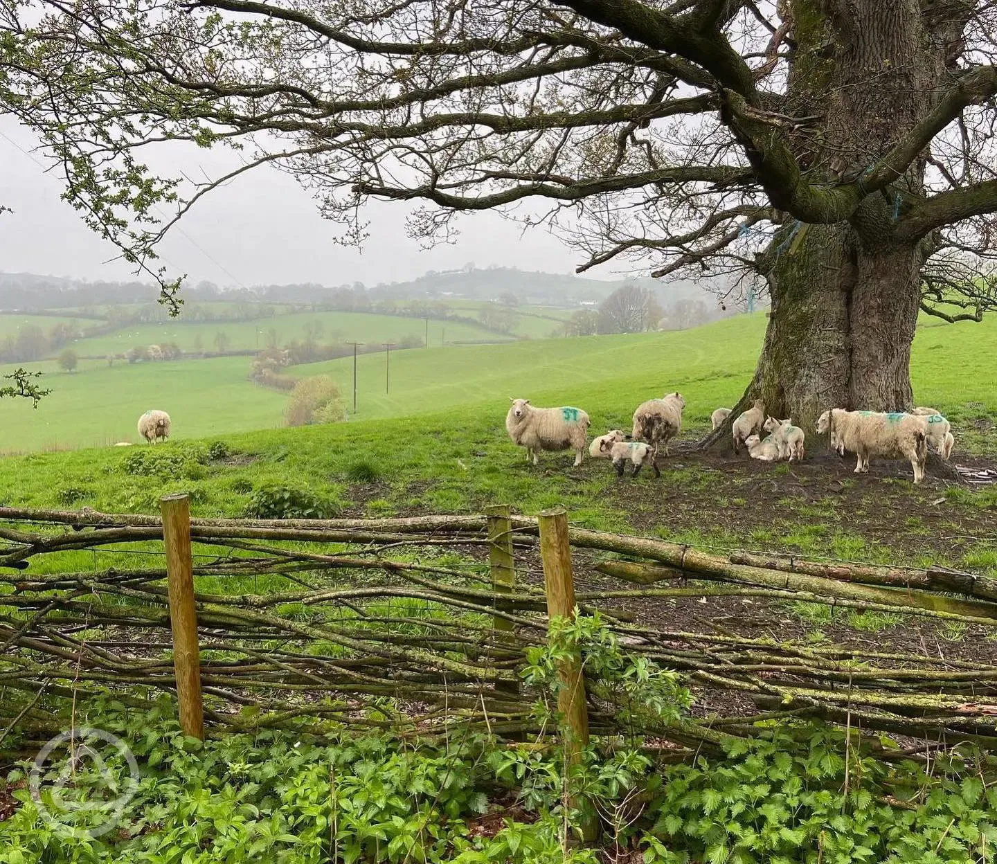 Sheep field near the site