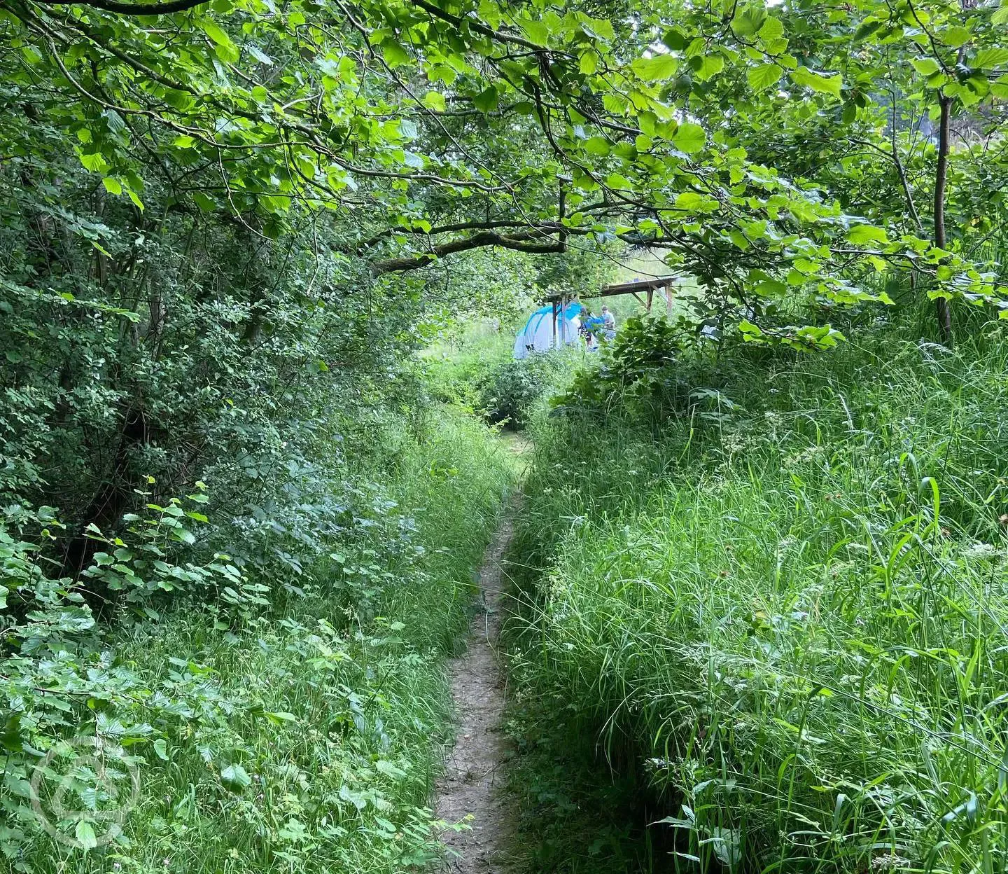 Wild trails near camp