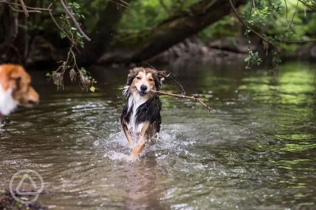 Dogs playing in the stream