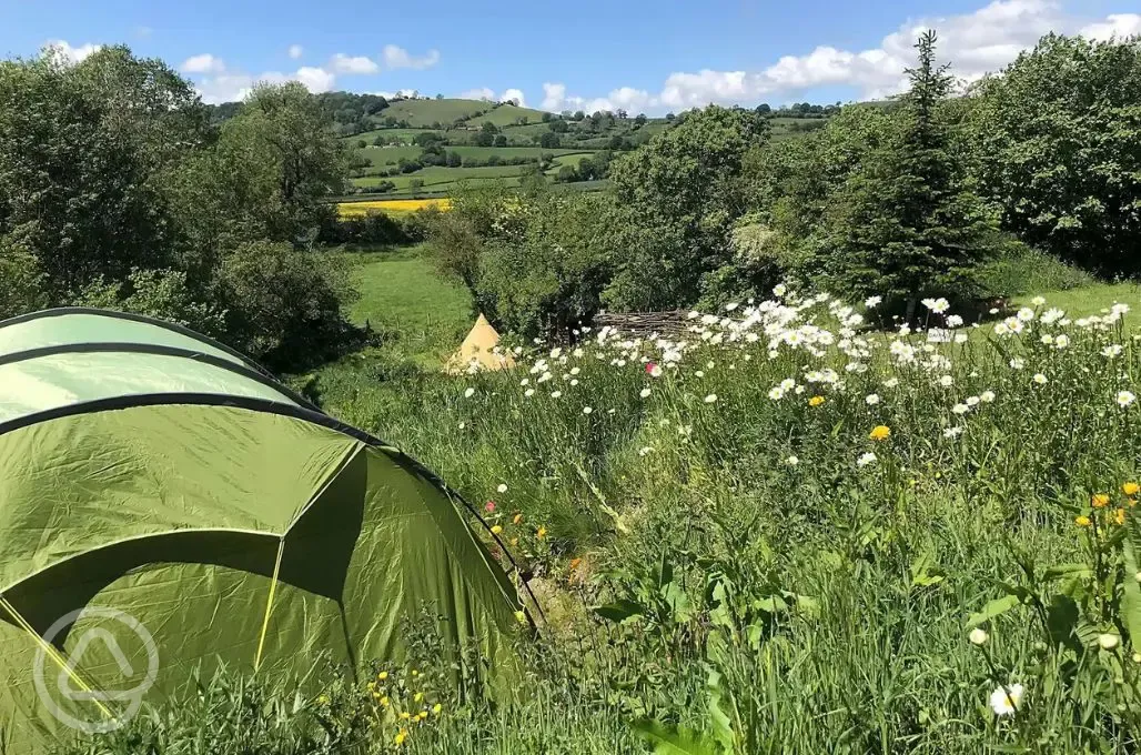 Grass Tent Pitch