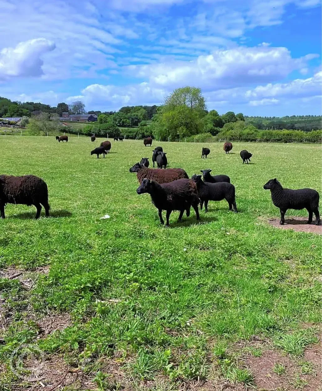 Sheep on the farm