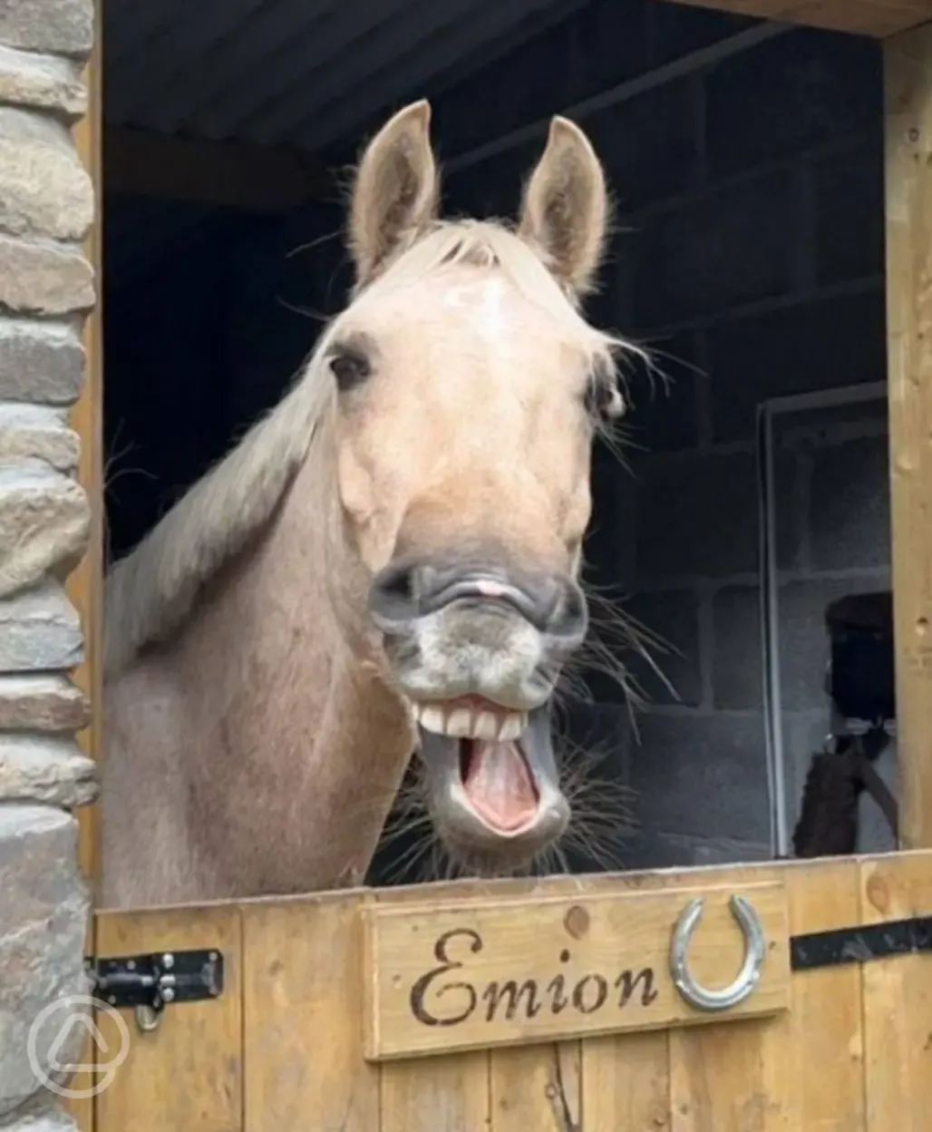 Horse on the farm