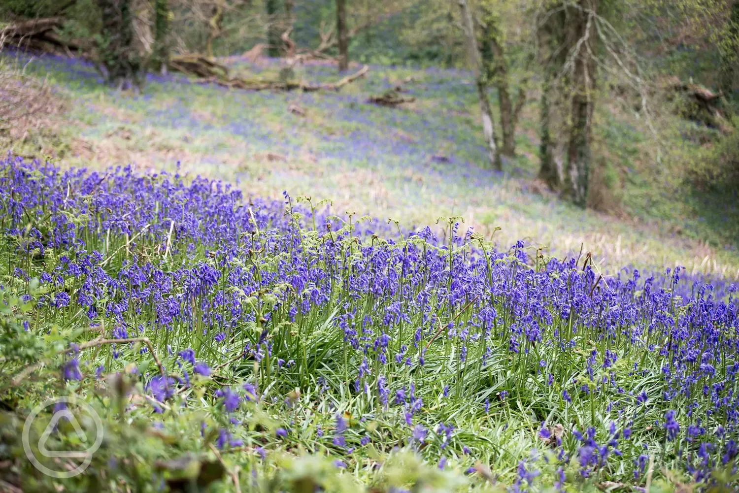 Bluebell woodlands