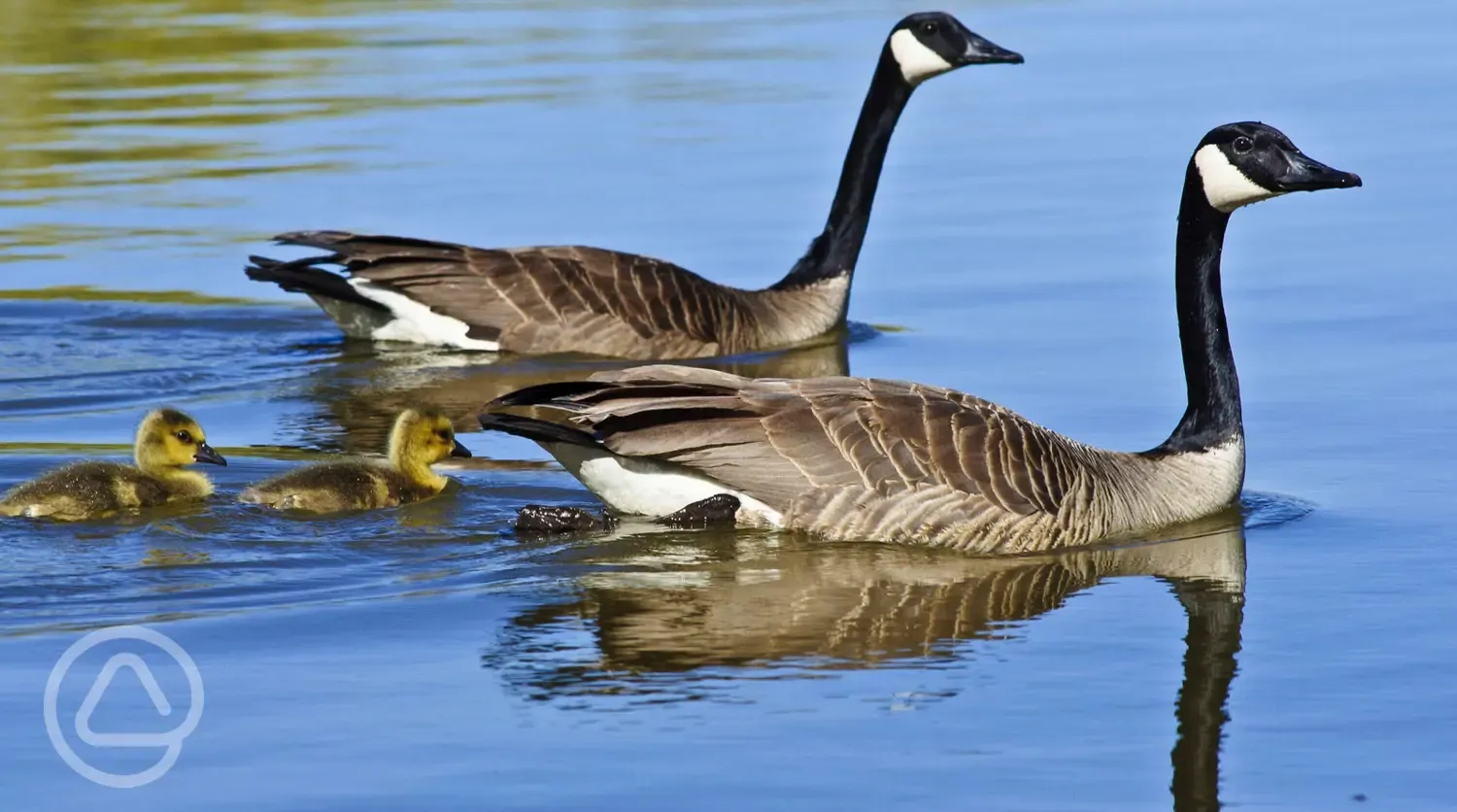 Geese and Goslings 