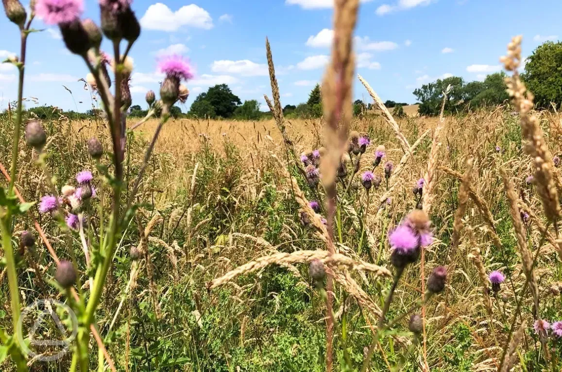 Camping meadow