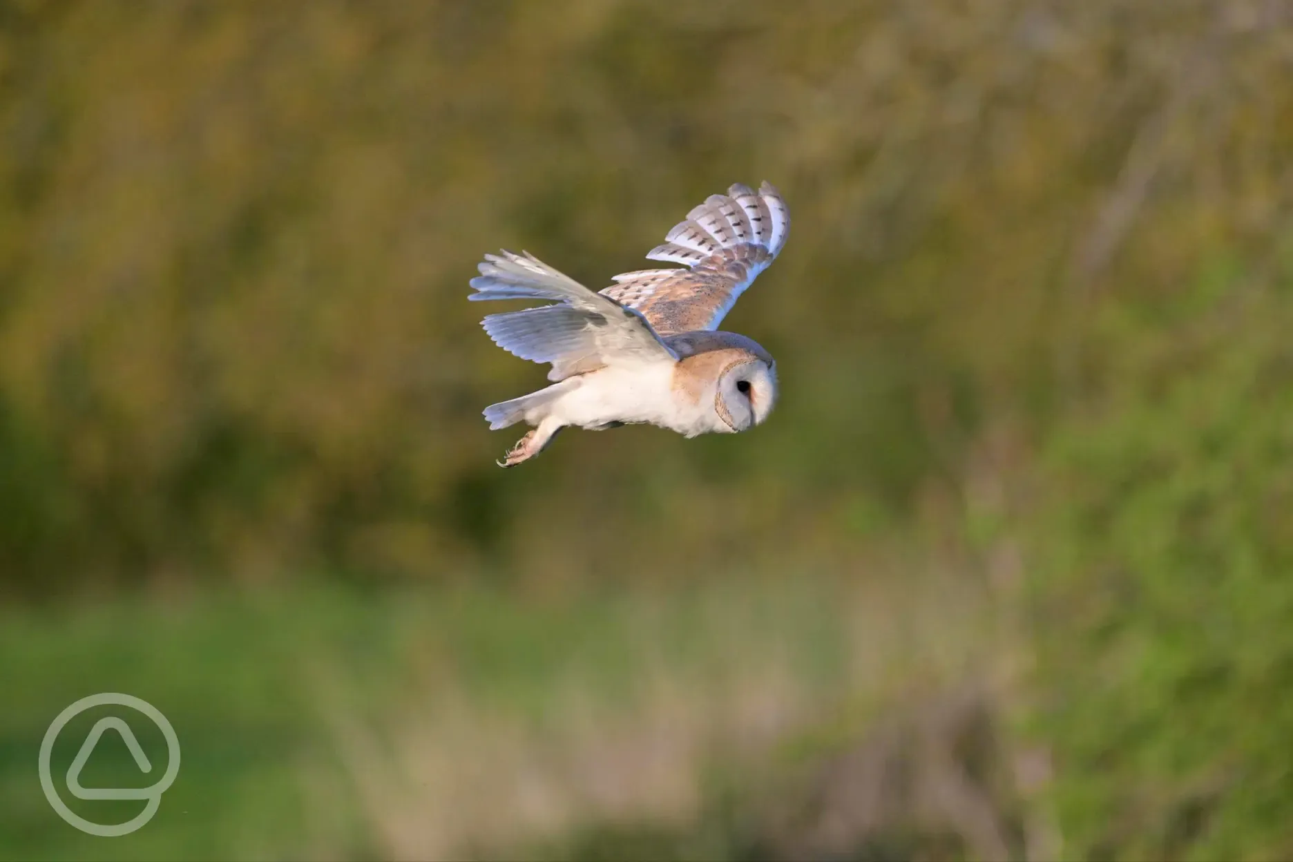 Barn owl 