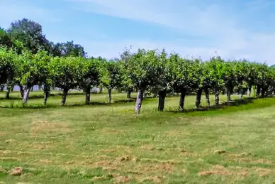 Frittenden Orchard