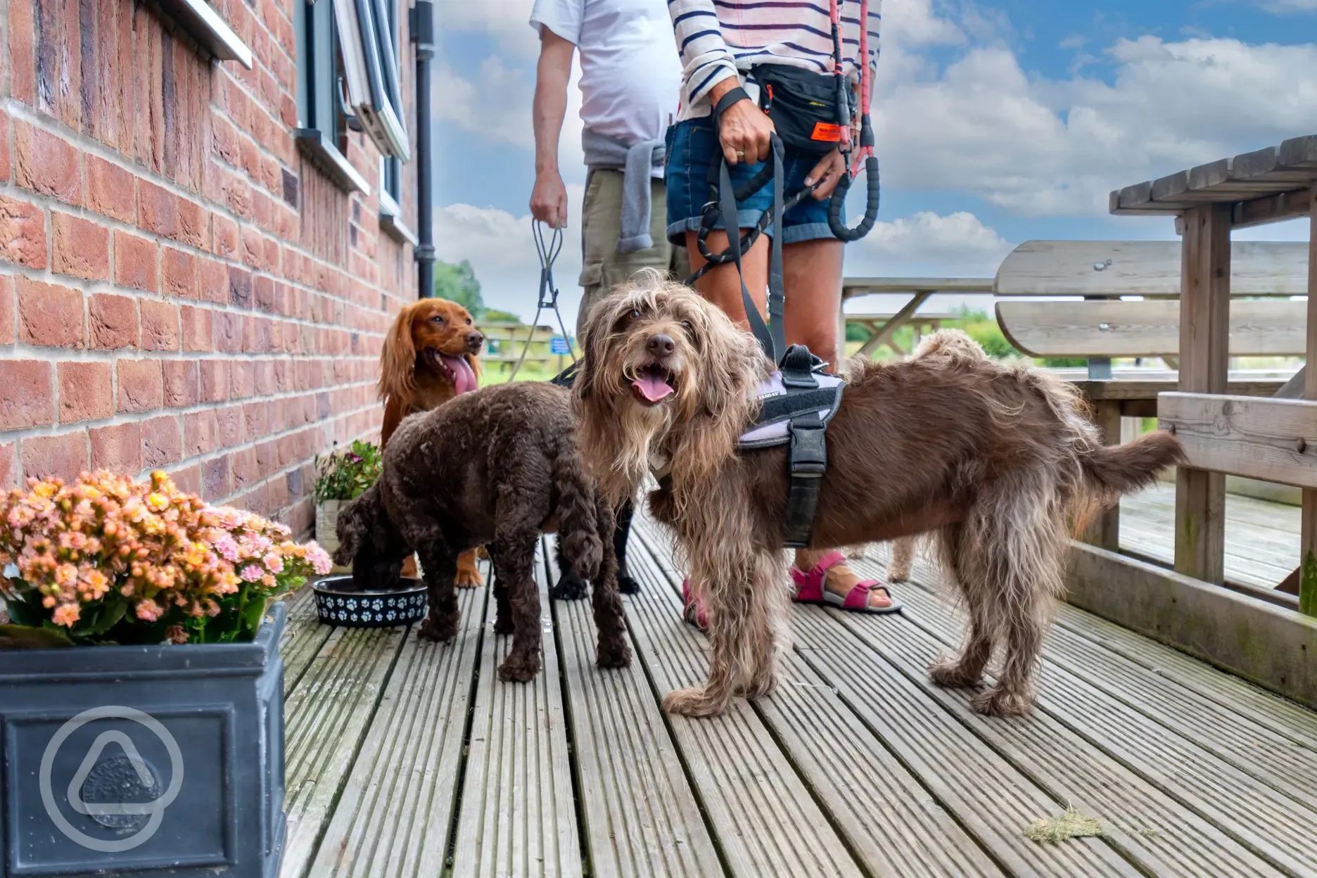 Dog friendly pitches