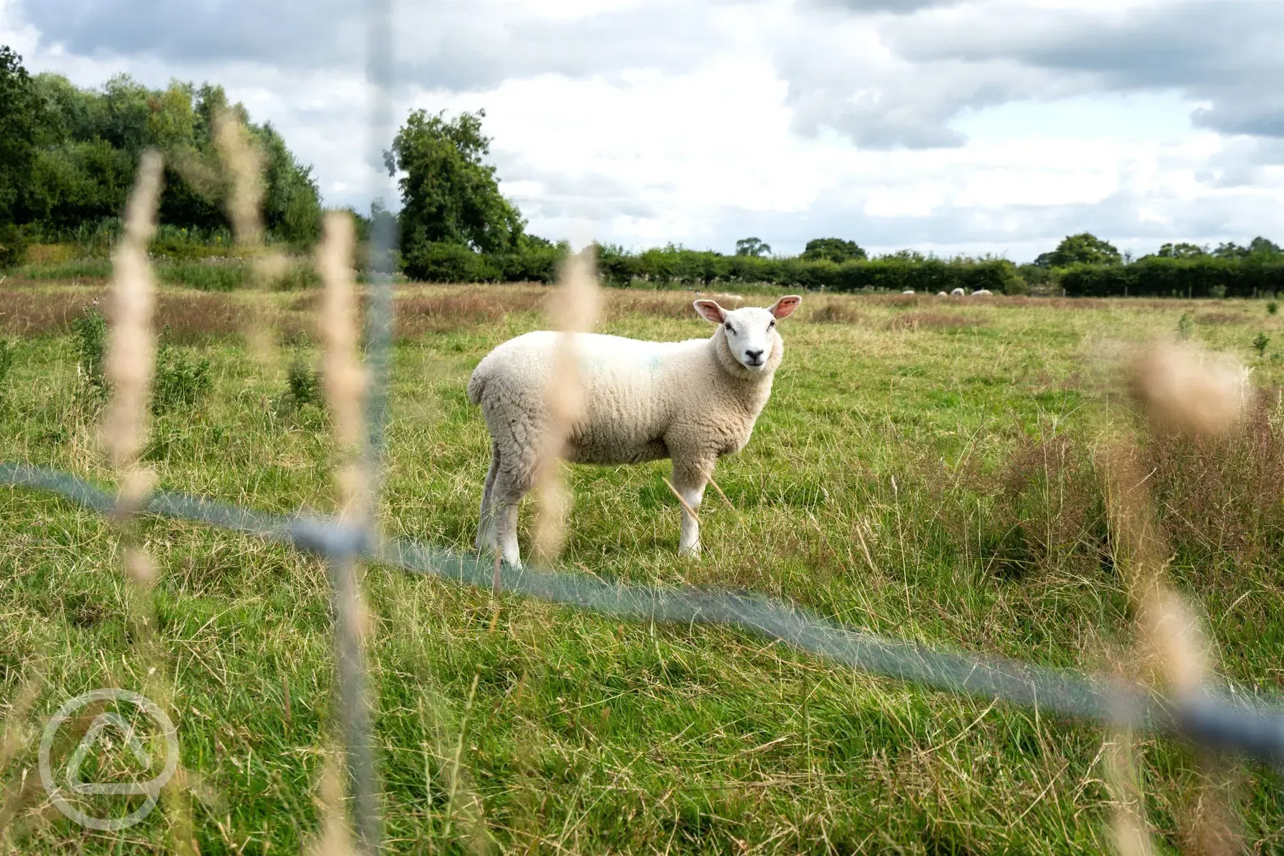 Sheep in the next to Oakwood Marina