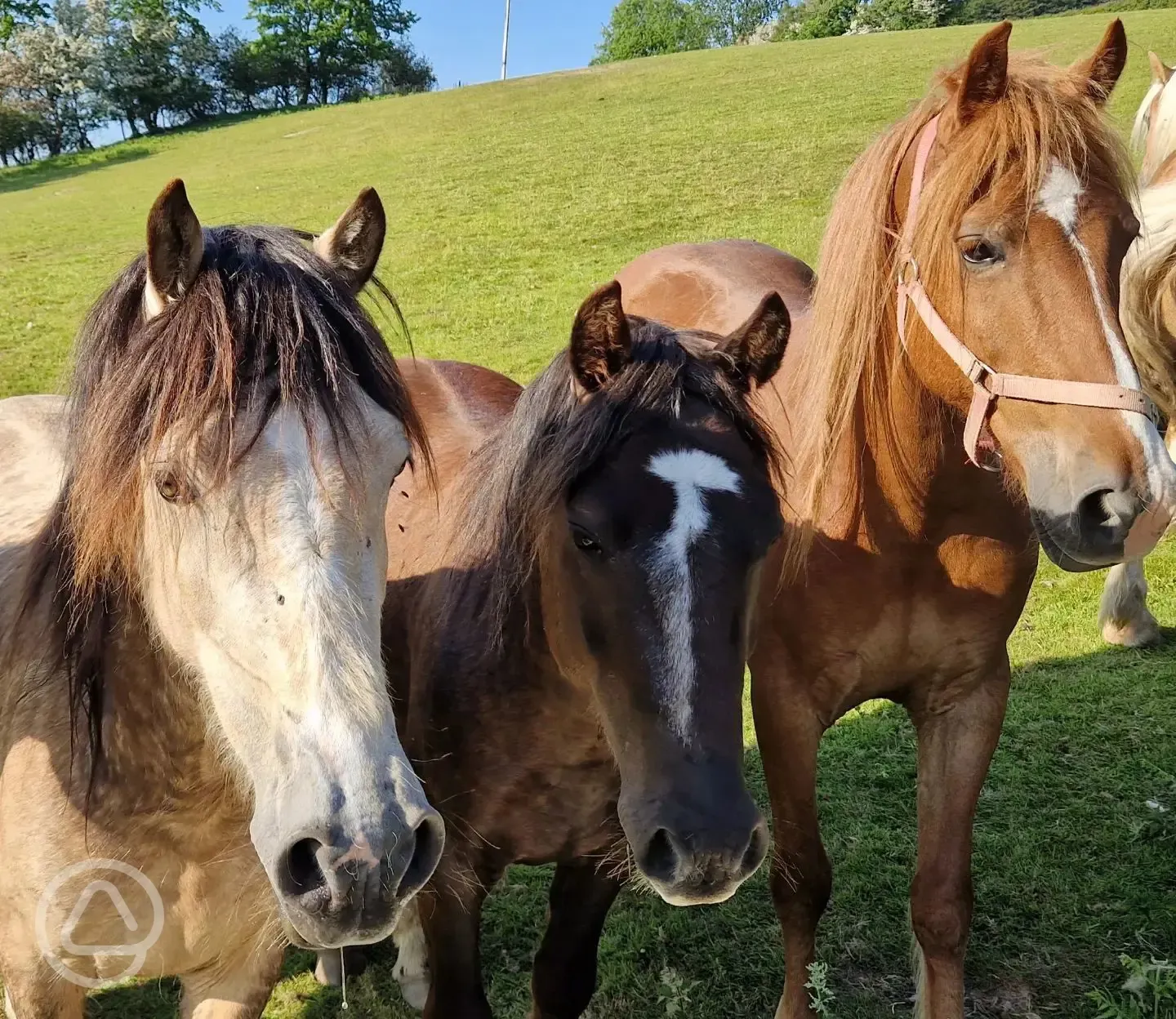 Nearby horses