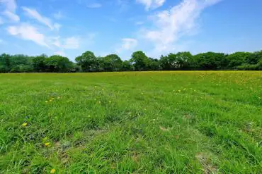 Grass pitches