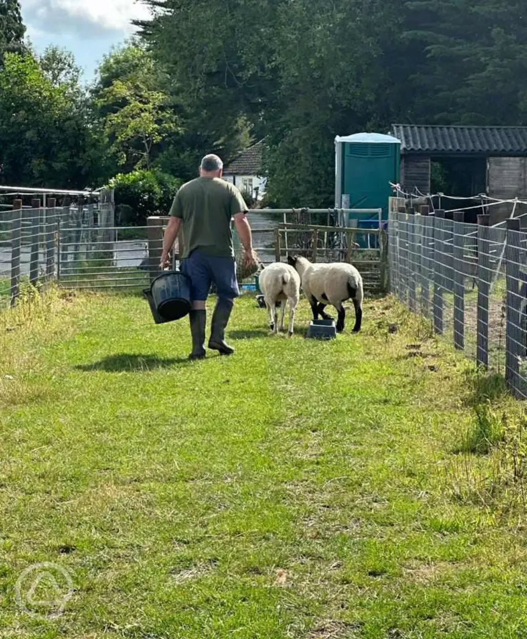 Site owner with sheep