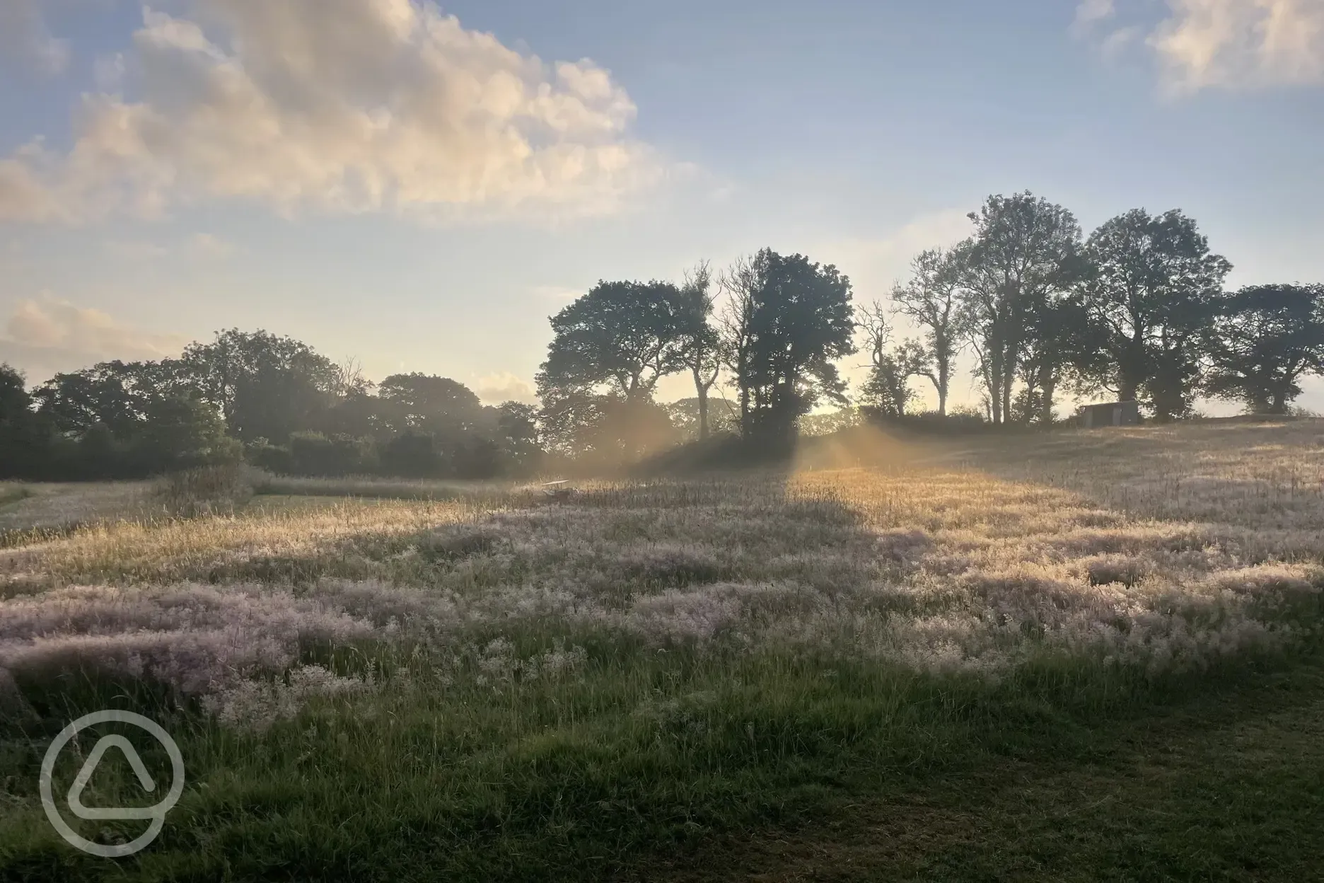 Meadow