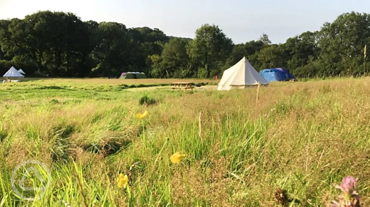 Grass meadow pitches