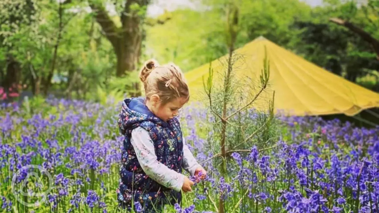 Bluebell meadow